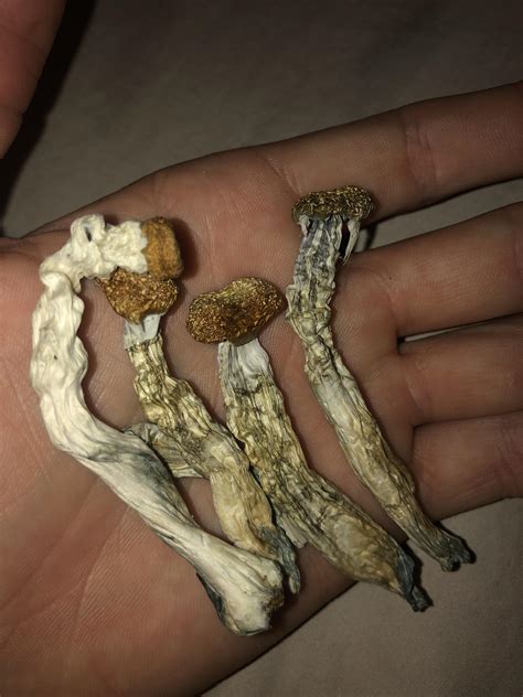 Shrooms 